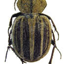Image of Graphipterus congoensis Burgeon 1928