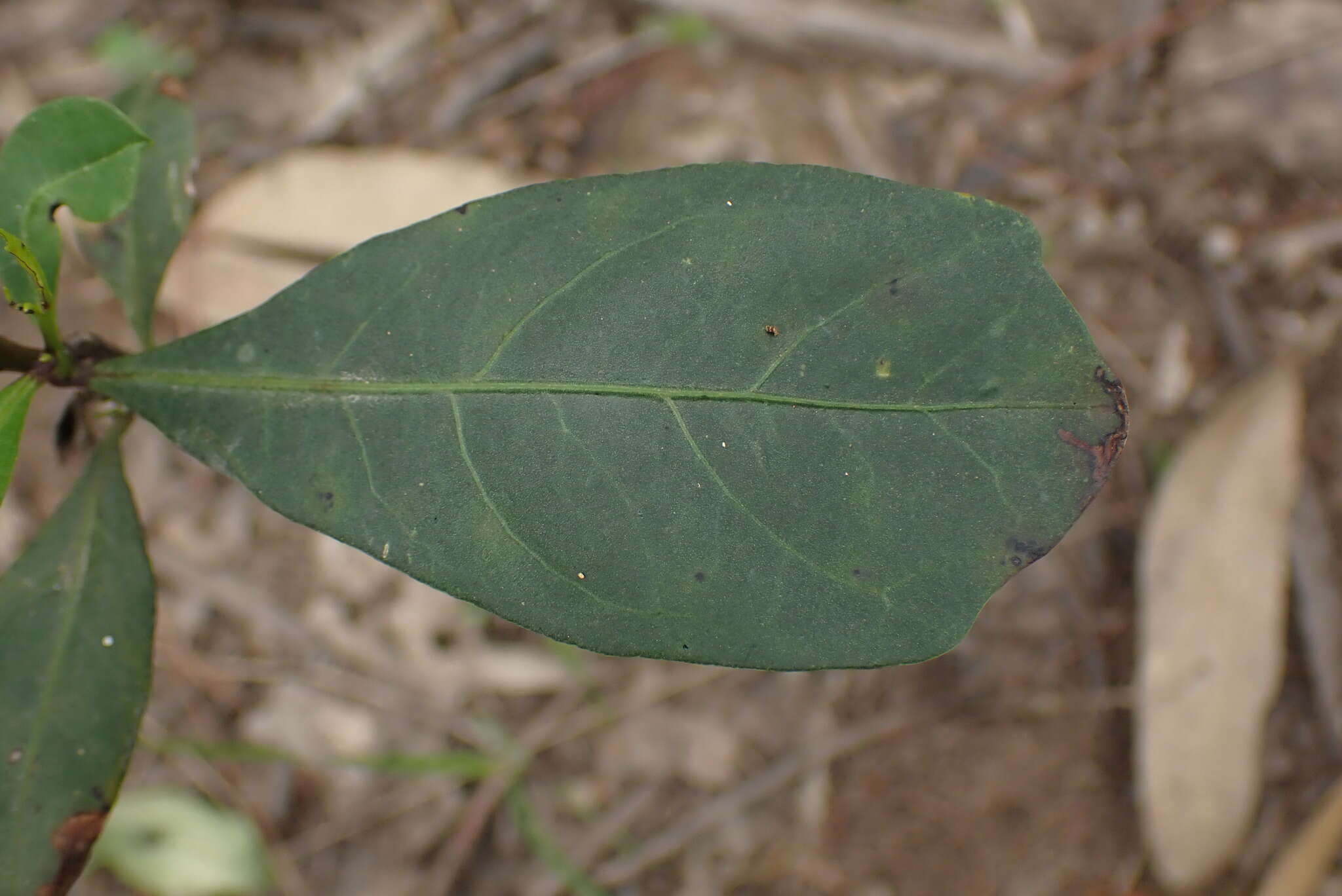 Image of Dodonaea triquetra Wendl.