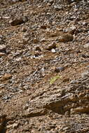 Image of Golden Alpine Sandwort