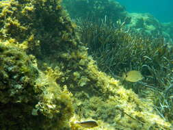 Image of Axillary Wrasse