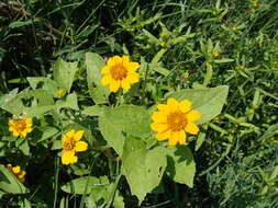 Image of Heliopsis annua Hemsl.