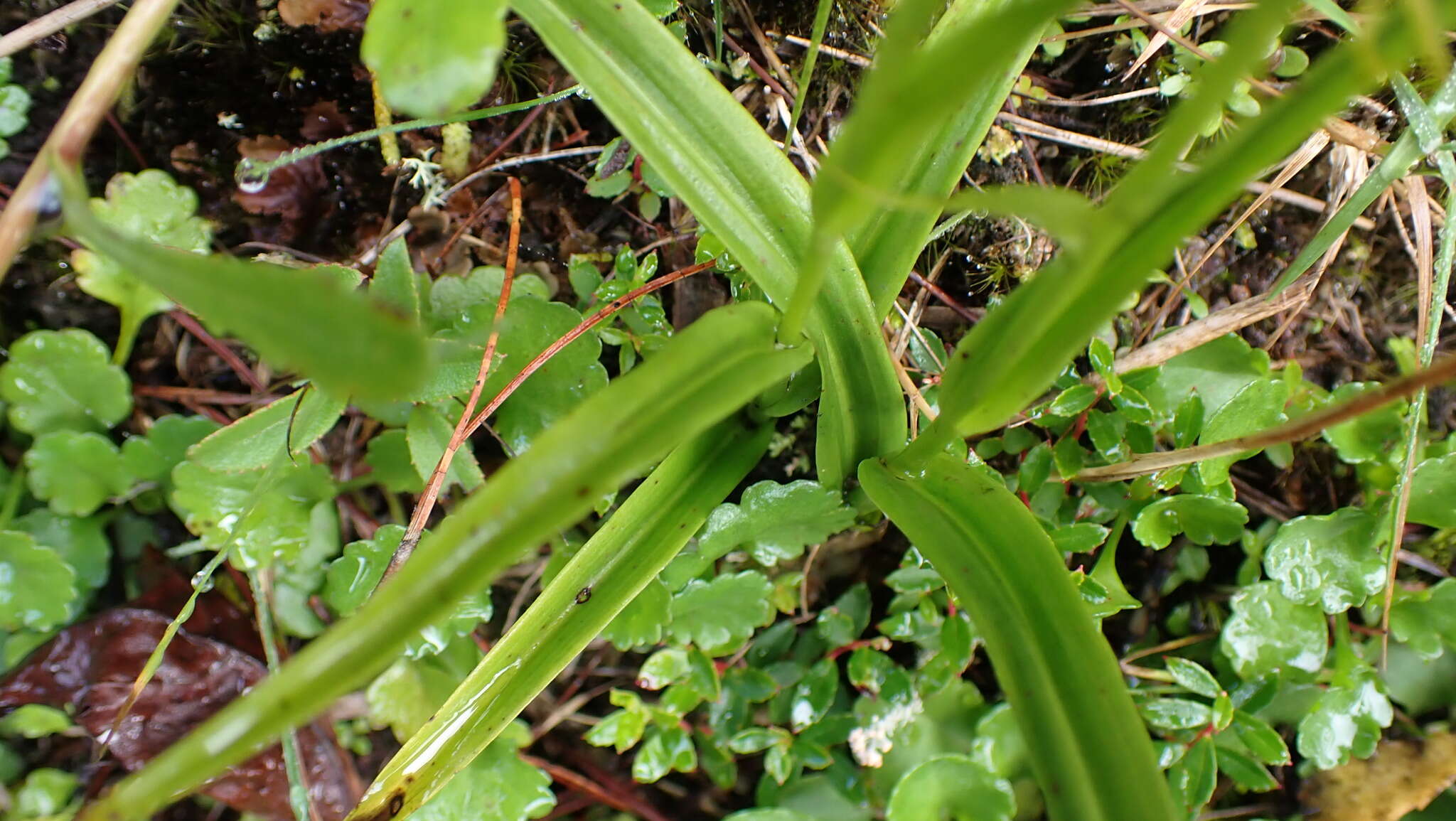 Herminium lanceum (Thunb. ex Sw.) Vuijk resmi