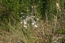 Image of Allium flavum subsp. tauricum (Besser ex Rchb.) K. Richt.