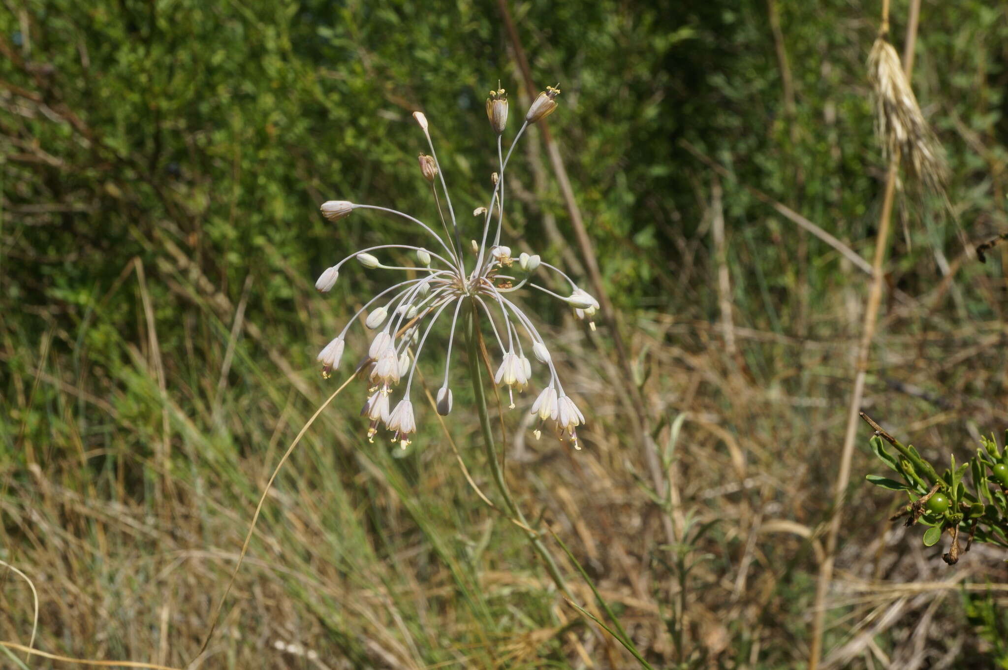 Image of Allium flavum subsp. tauricum (Besser ex Rchb.) K. Richt.