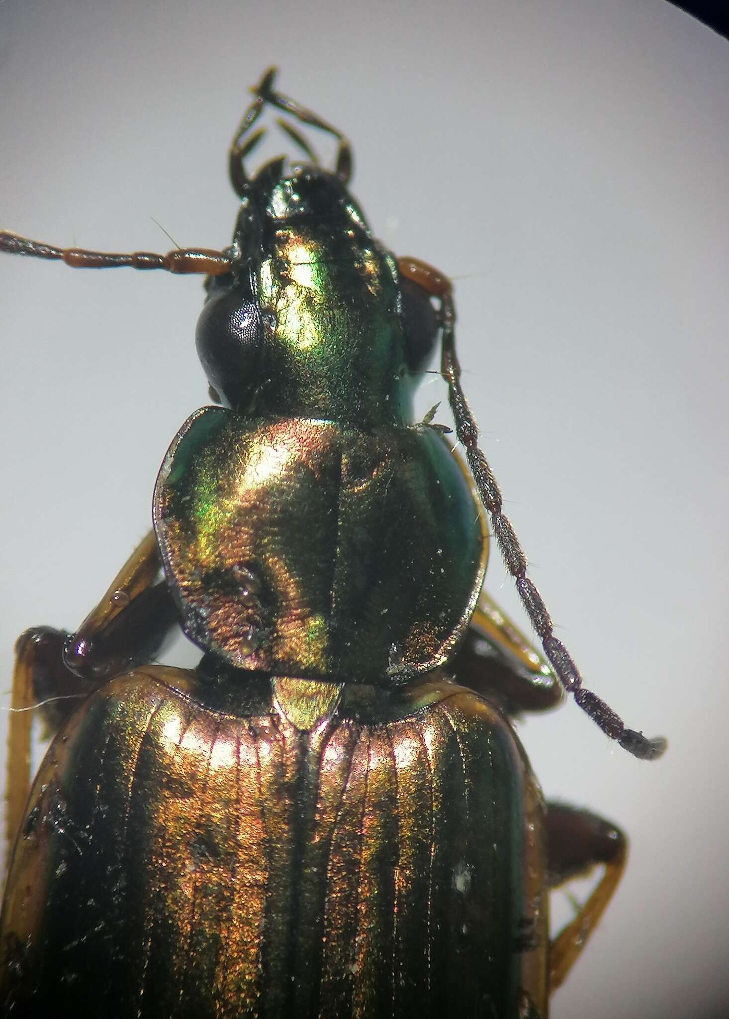 Image of Agonum (Agonum) marginatum (Linnaeus 1758)