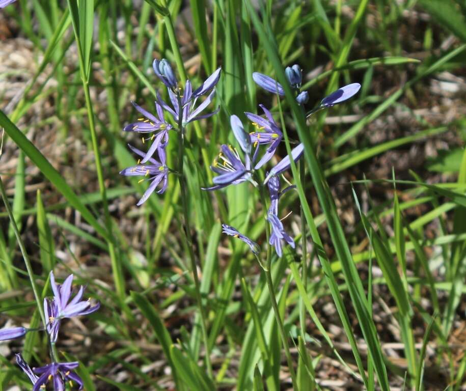 Image de Camassia quamash subsp. quamash