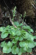 Image of spiked saxifrage