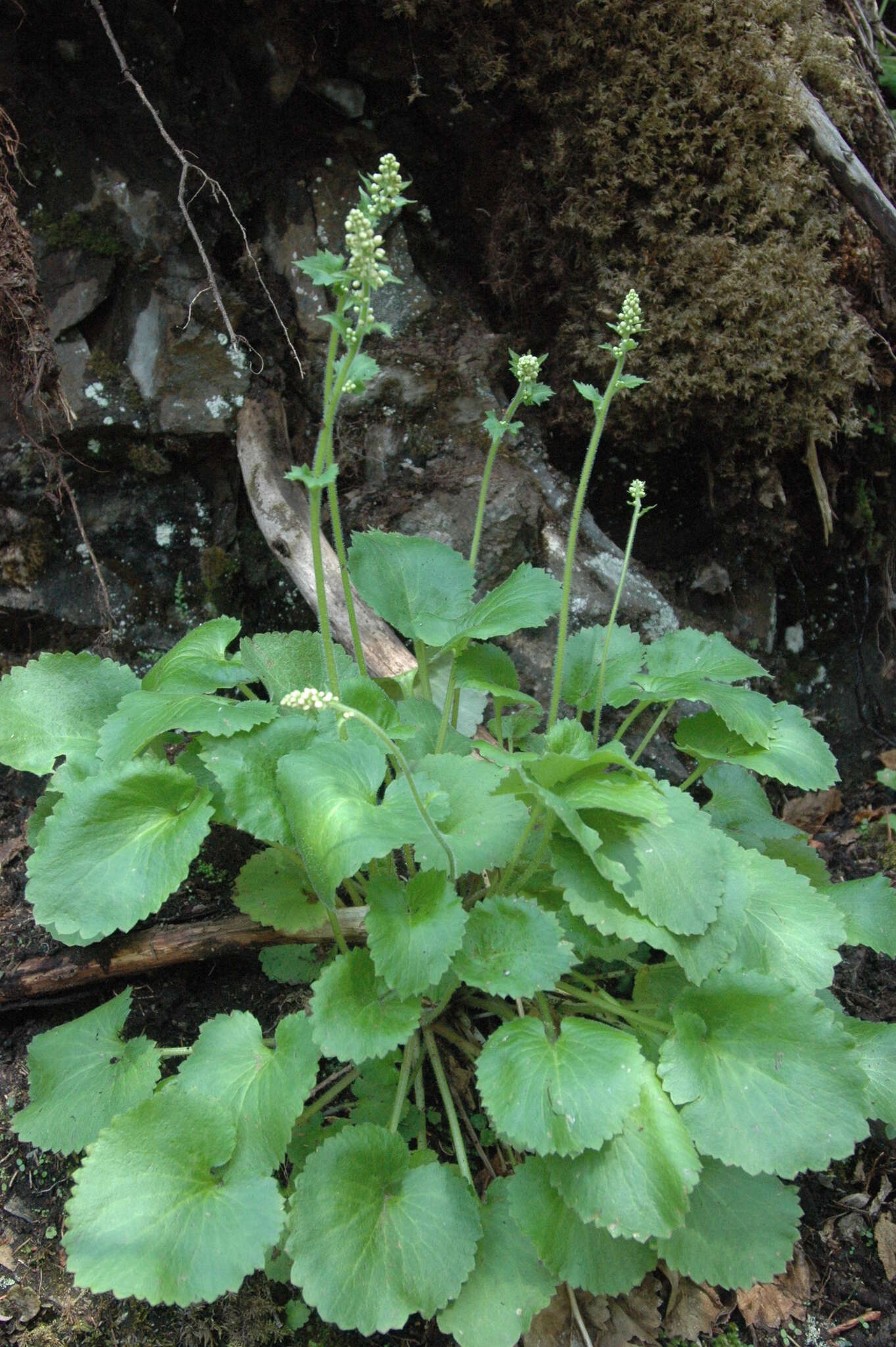 Sivun Micranthes spicata (D. Don) Small kuva