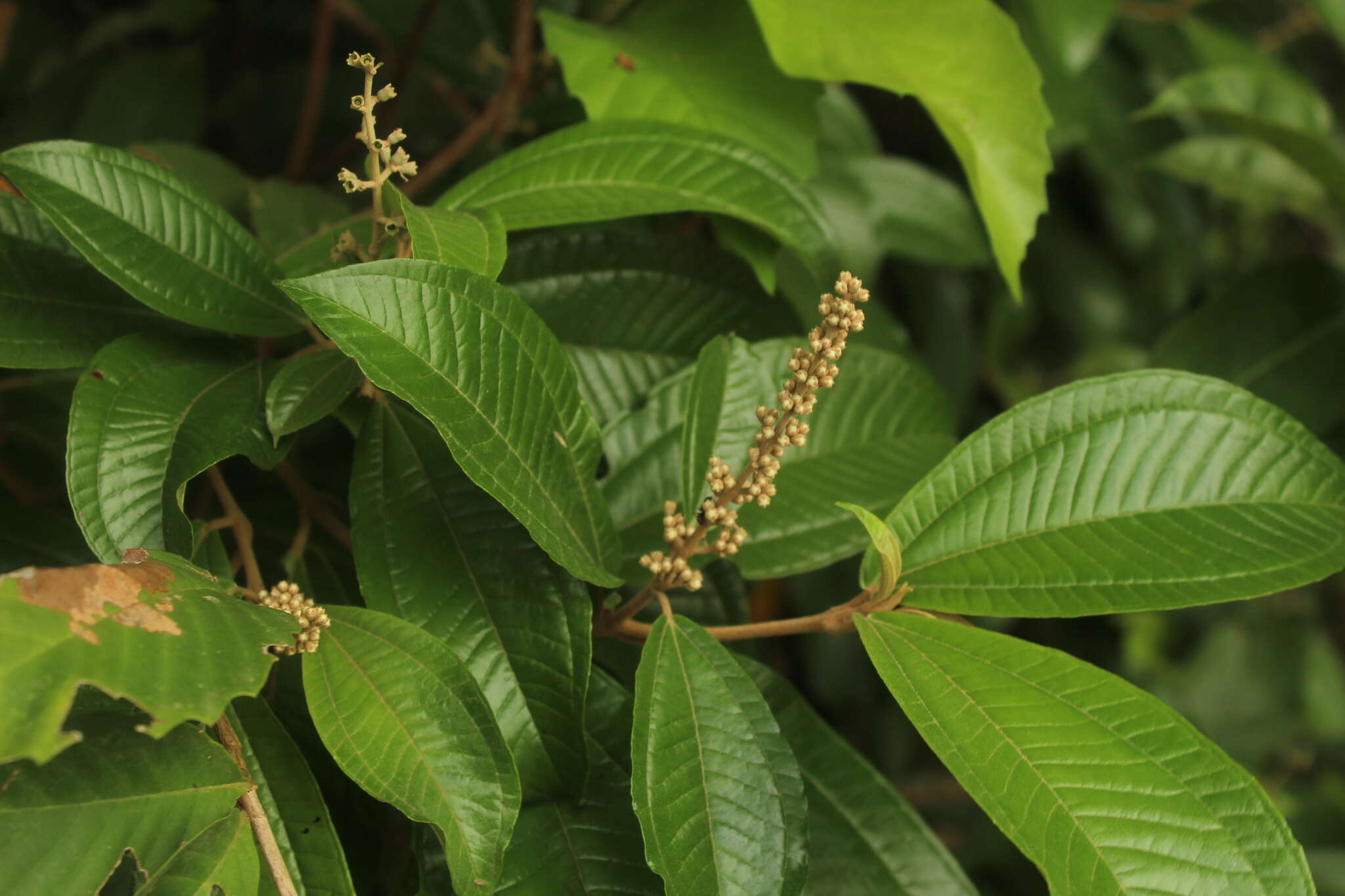 Image of Miconia multispicata Naud.