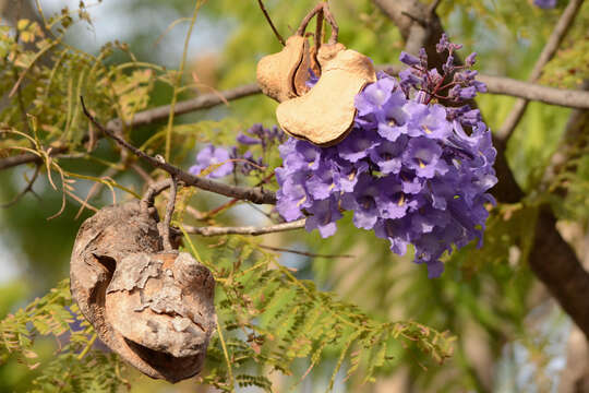 Sivun Jacaranda brasiliana (Lam.) Pers. kuva