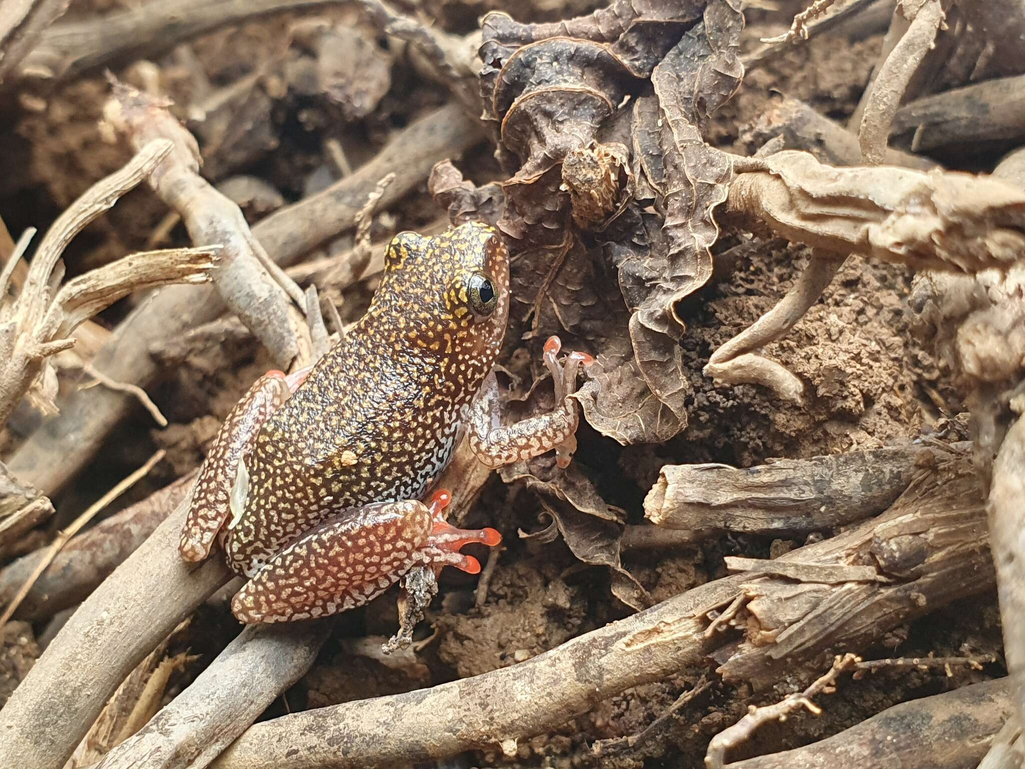 Image of Dotted Reed Frog