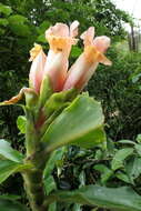 Imagem de Costus guanaiensis var. tarmicus (Loes.) Maas