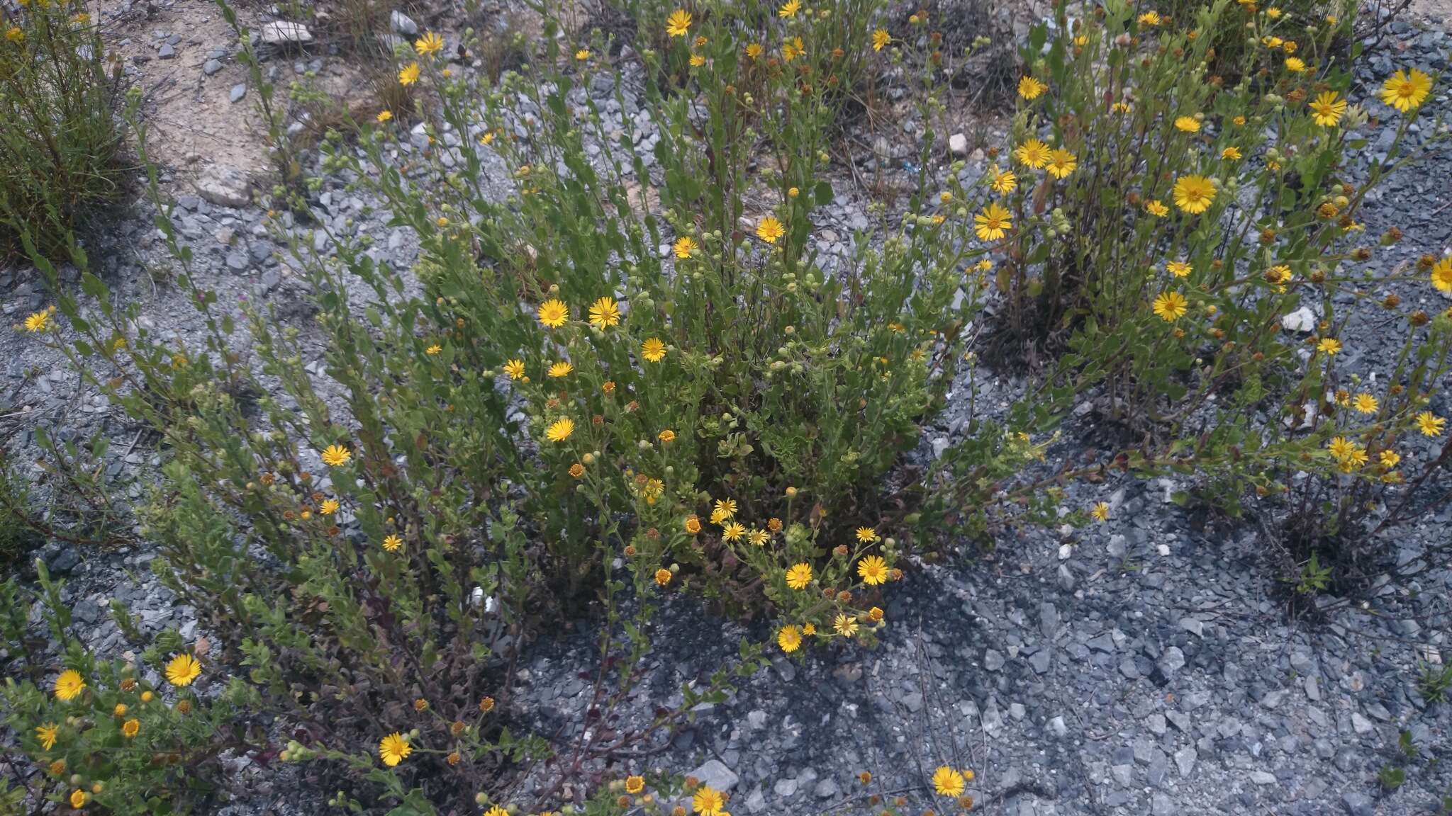 Image of Heterotheca inuloides Cass.