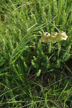 Sivun Pachycarpus campanulatus (Harv.) N. E. Br. kuva