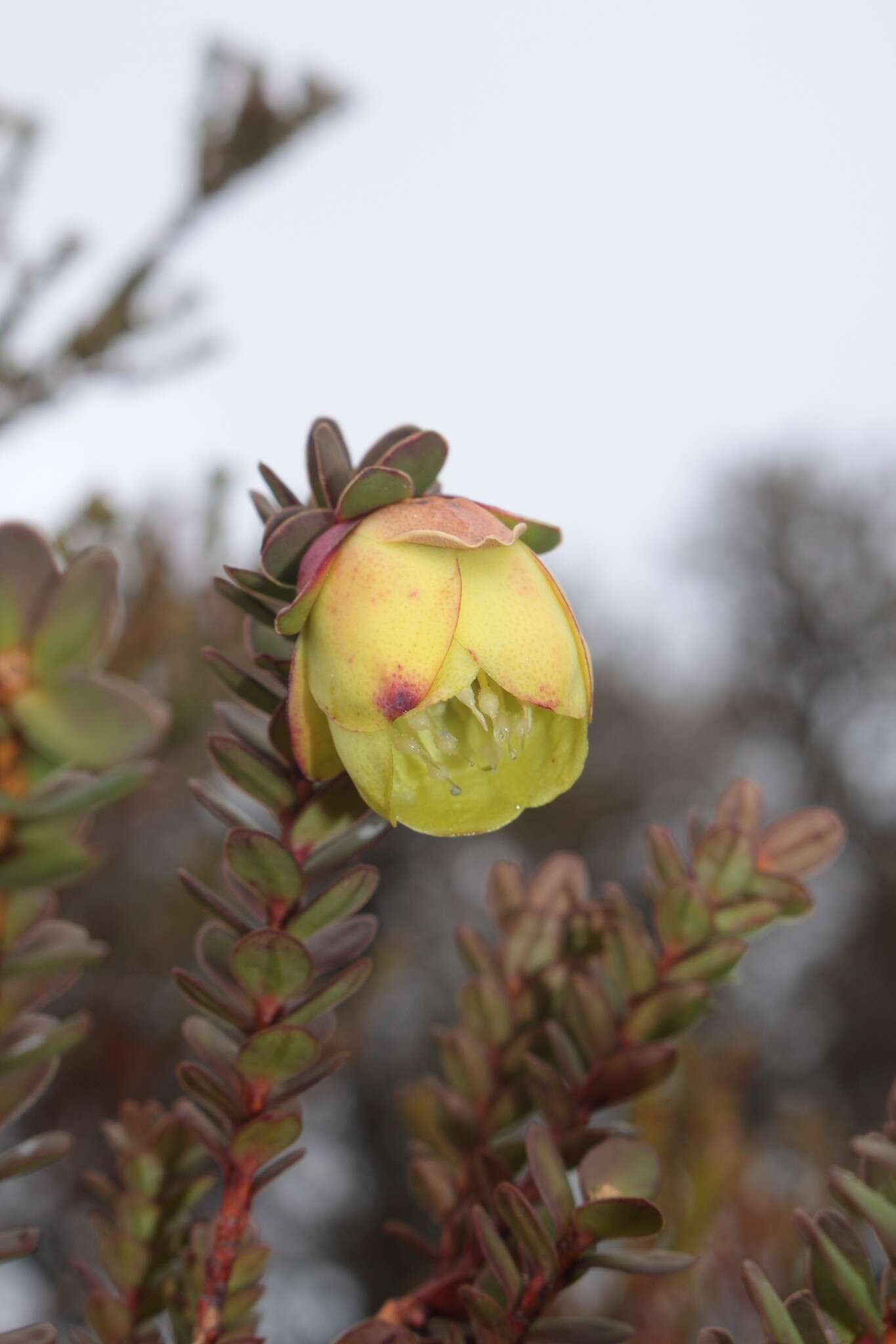 Image de Darwinia collina Gardn.