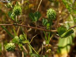 Image of Medicago murex Willd.