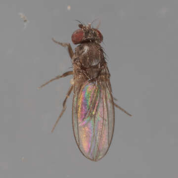 Imagem de Drosophila melanica Sturtevant 1916