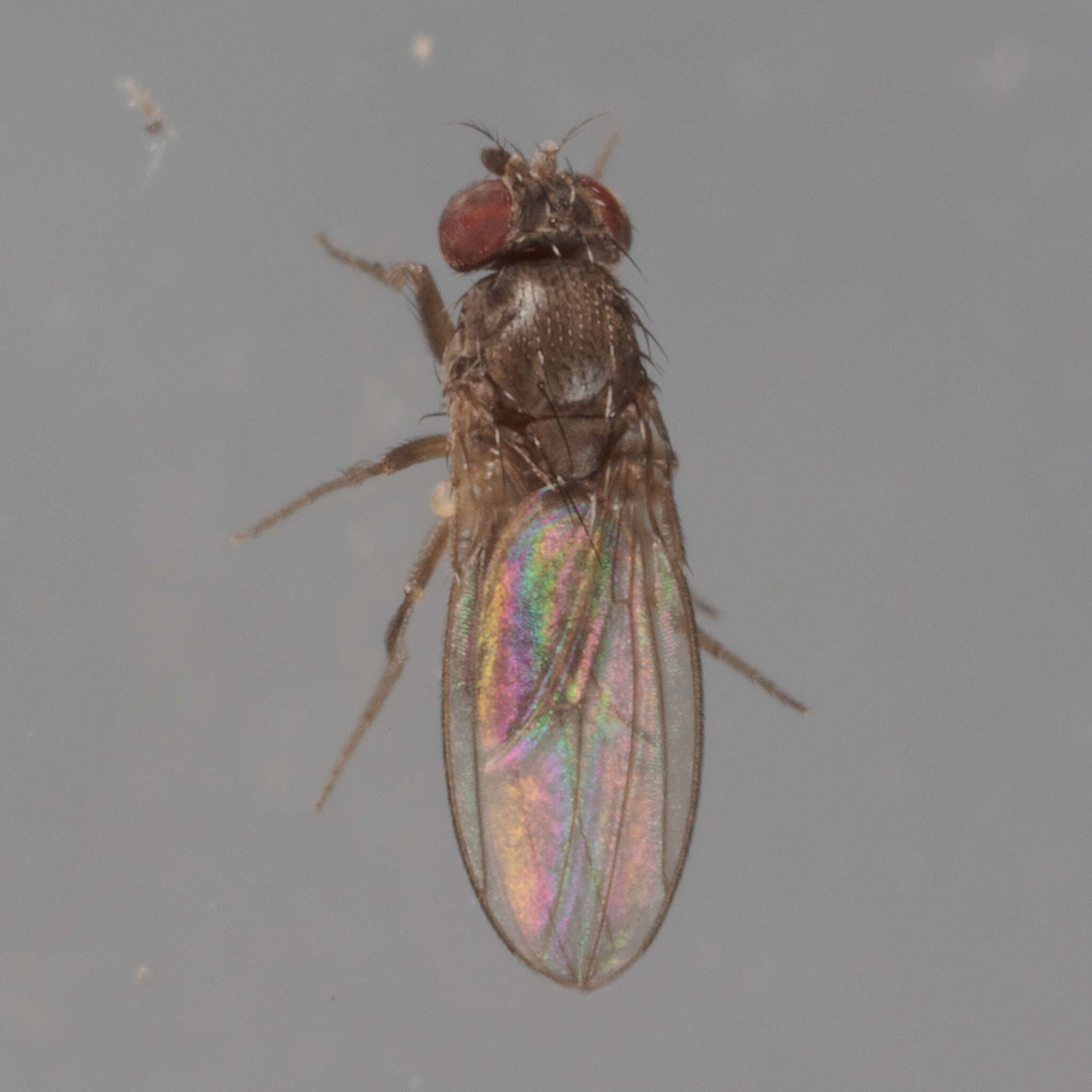 Imagem de Drosophila melanica Sturtevant 1916