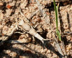 Image of <i>Episus angusticollis</i> Fåhraeus 1871