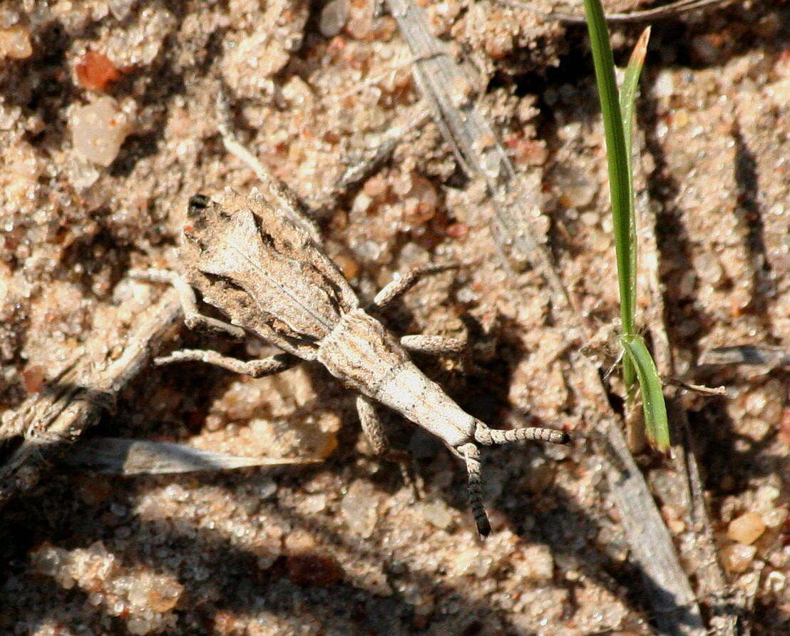 Image of <i>Episus angusticollis</i> Fåhraeus 1871