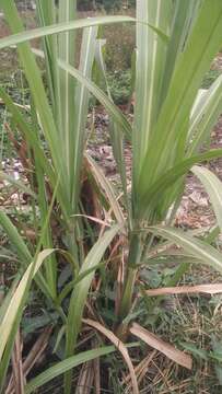 Image of sugarcane