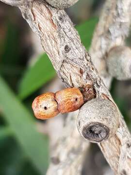 Image of Spilonota constrictana