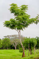 Image de Aralia excelsa (Griseb.) J. Wen