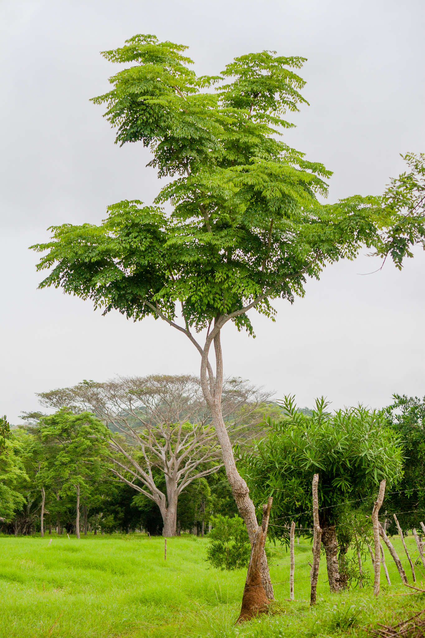 Image de Aralia excelsa (Griseb.) J. Wen