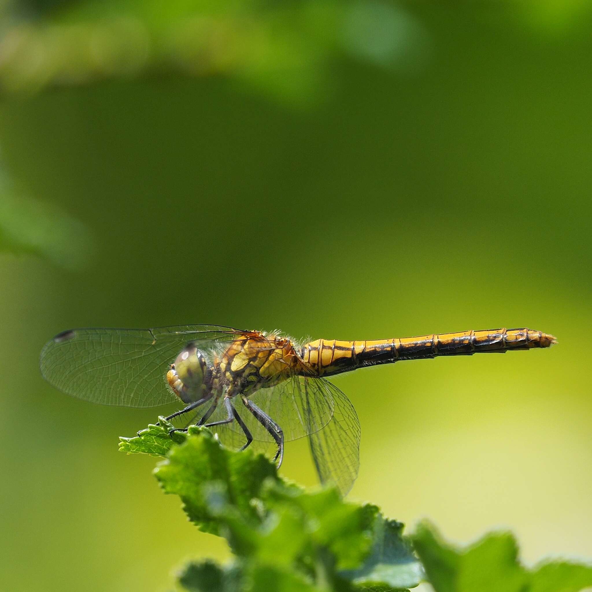 Image of Ruddy Darter