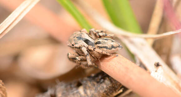 Image of Habronattus texanus (Chamberlin 1924)