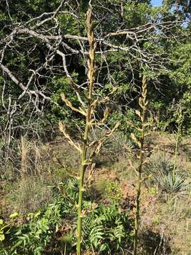 Image of Brazos River yucca