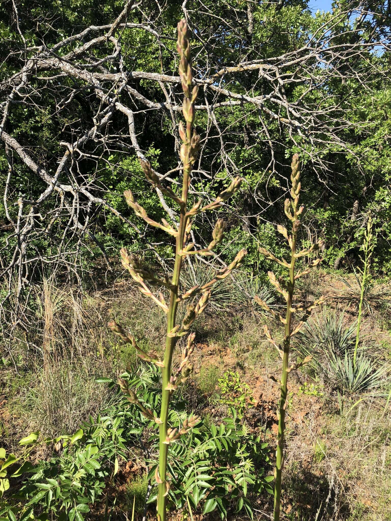 Image de Yucca necopina Shinners