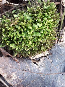 Image of fissidens moss