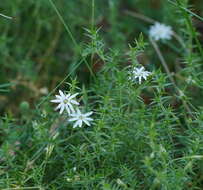 Image of Stellaria pungens Brongn.