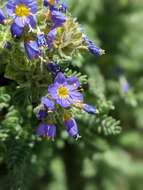 Imagem de Polemonium eddyense Stubbs