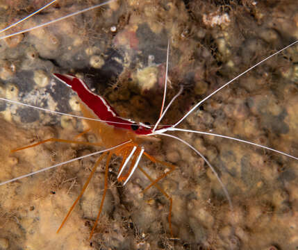 Image of red-backed cleaner shrimp
