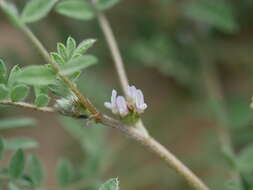 Imagem de Astragalus tribuloides Delile