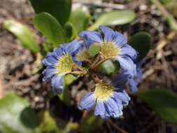 Imagem de Scaevola calendulacea (Kenn.) Druce