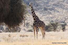 Image of reticulated giraffe