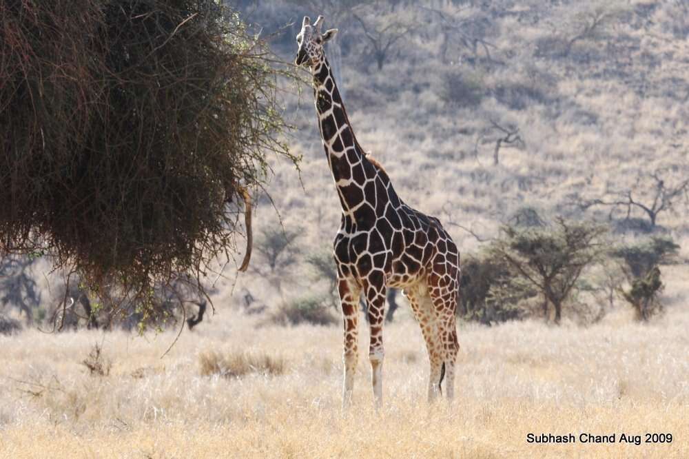 Image of reticulated giraffe