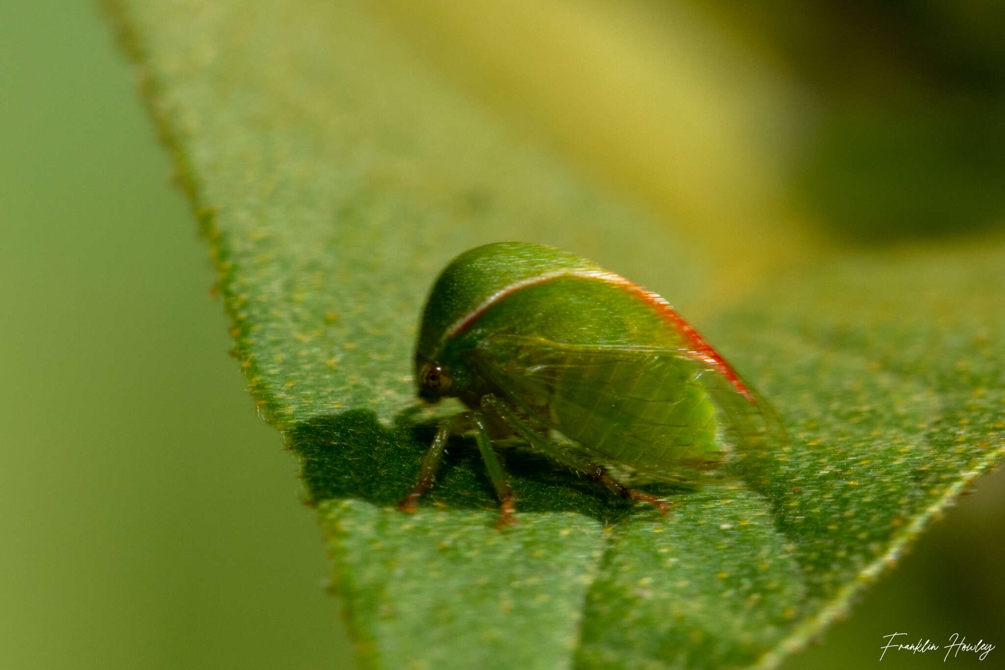 Image of Spissistilus festina Say