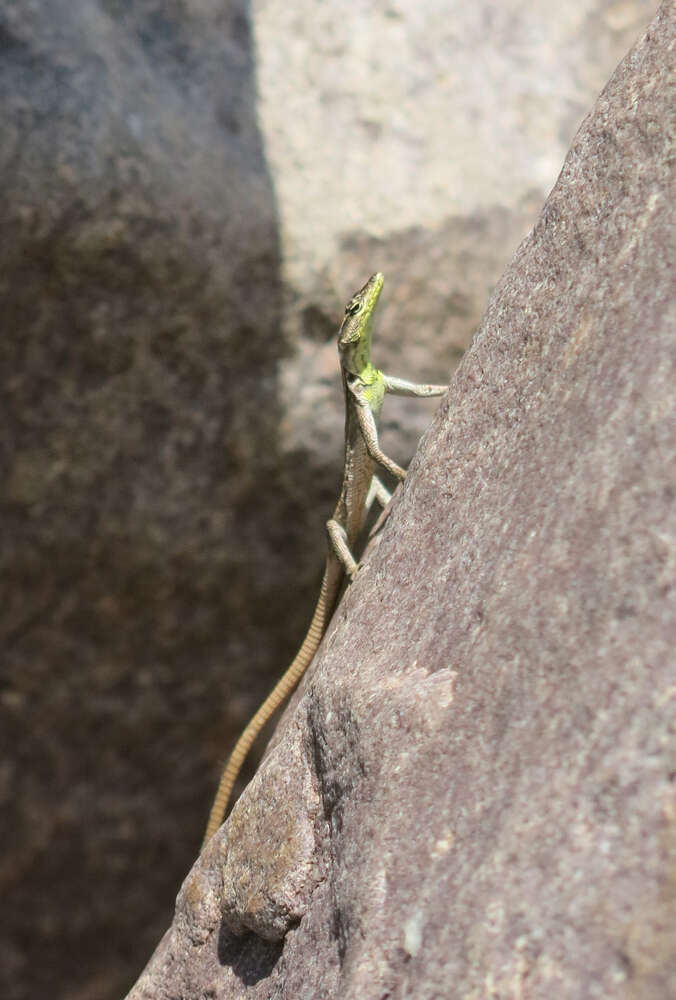 Image of Transvaal Flat Lizard