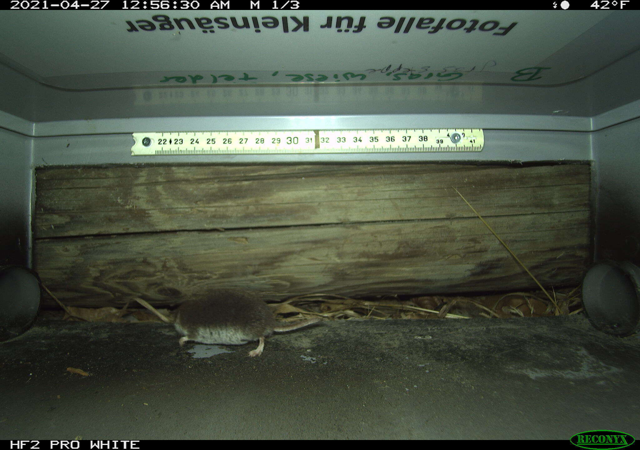 Image of bicoloured white-toothed shrew, bicoloured shrew