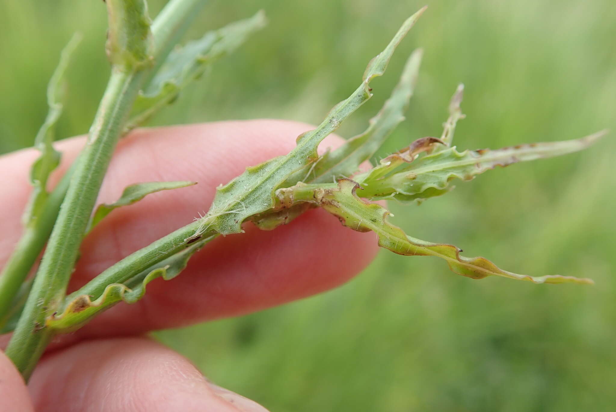 Image of Wahlenbergia krebsii Cham.