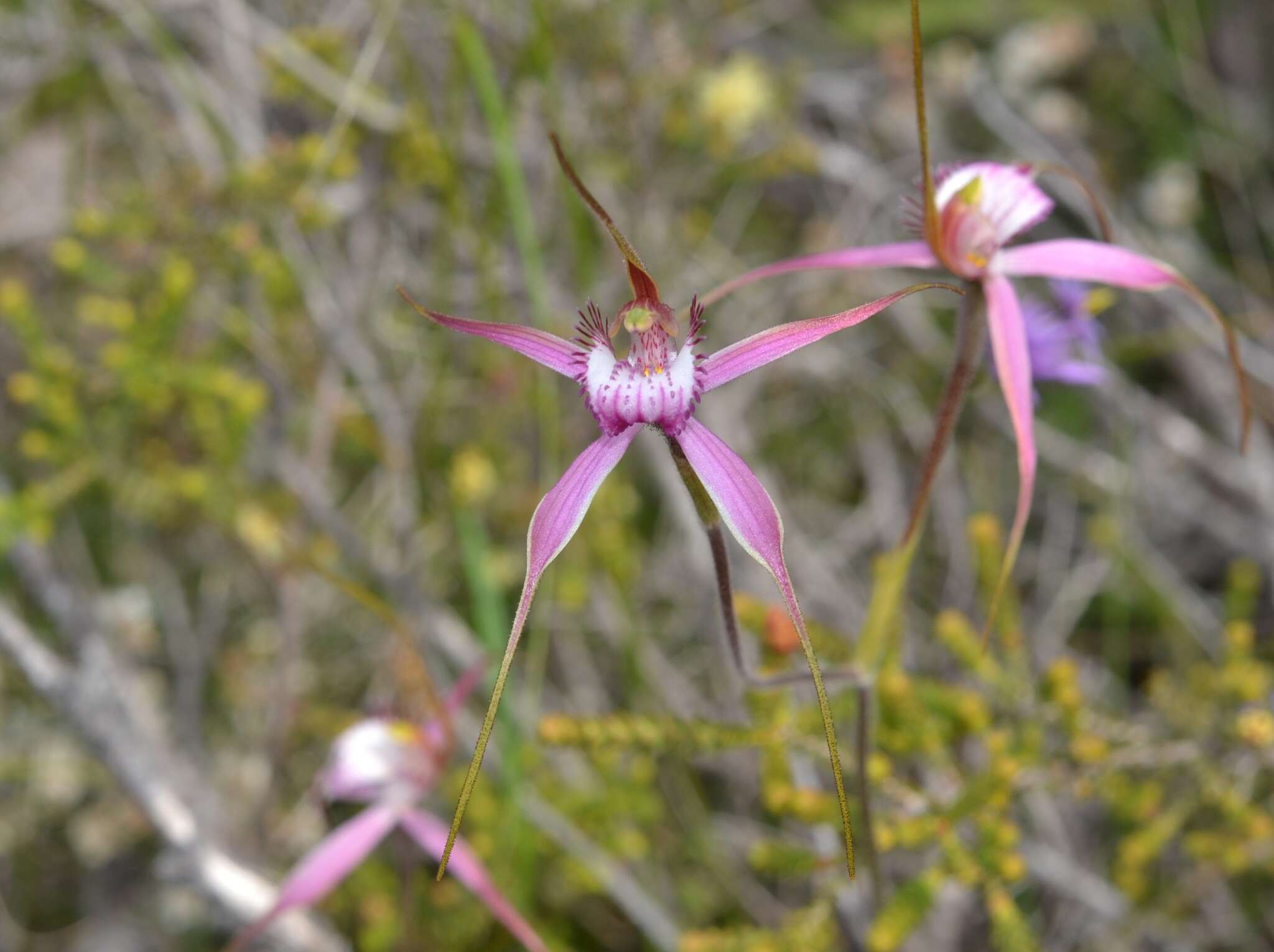 Image of Caladenia startiorum Hopper & A. P. Br.