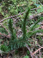 Image of western clubmoss