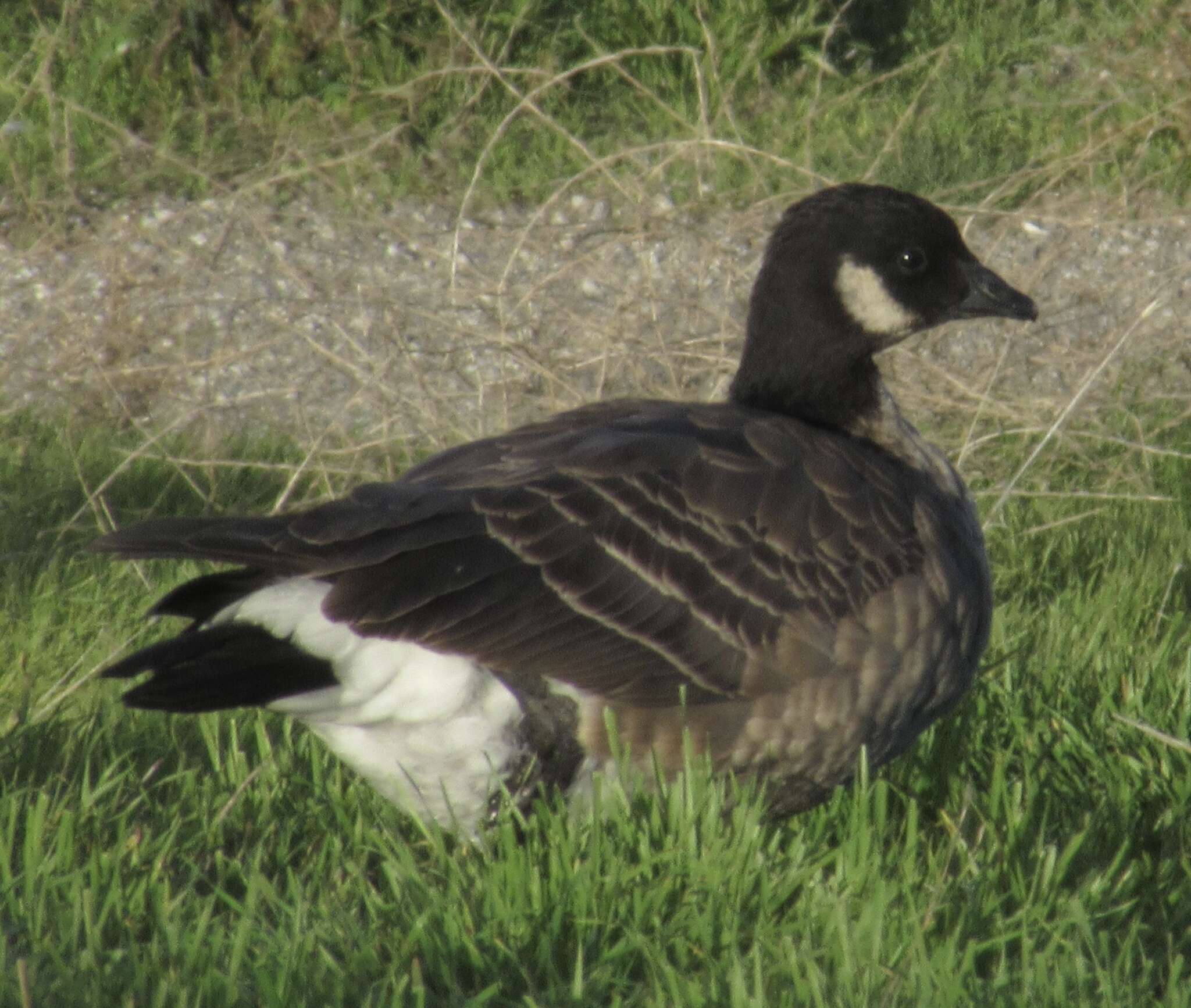 Plancia ëd Branta hutchinsii (Richardson 1832)