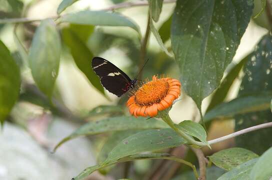 Image of Heliconius sara fulgidus Stichel 1906