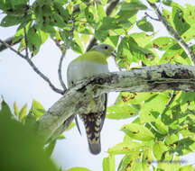 Image of Yellow-footed Green Pigeon