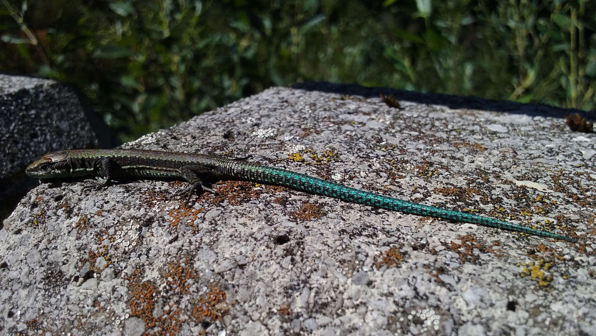 Image of Iberian rock lizard